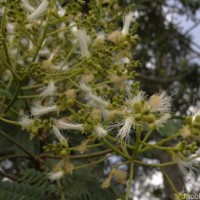 Falcataria falcata (L.) Greuter & R.Rankin